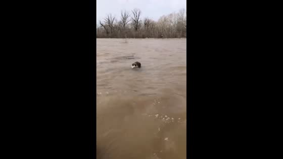 Cat rescued from floodwaters in Ivanovskoye, Orenburg, Russia