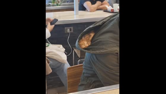 Cat nestled in jacket hood in Concepción, Chile