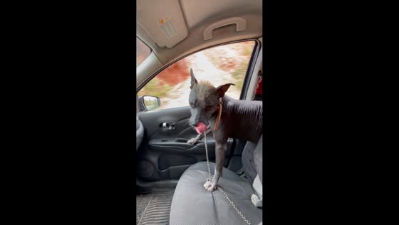 Dog falls from the front seat when a car suddenly stops in Zacatecas, Mexico
