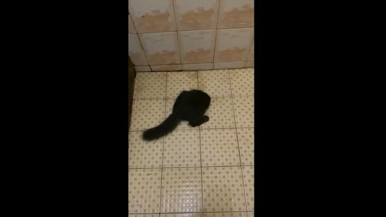 Chilled feline oasis: cat's unconventional quest for cold water