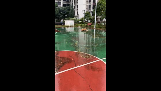 Dog slips on wet basketball court while playing fetch in Guangdong, China