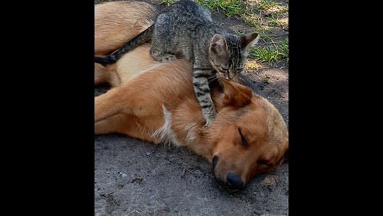 Cat massages dog’s neck, creating a relaxing moment
