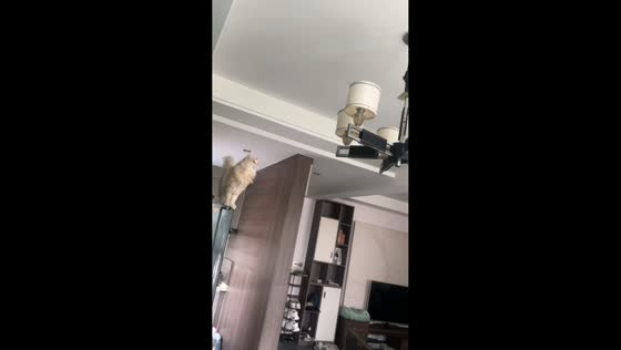 Cat rests on swinging chandelier in Shaanxi, China