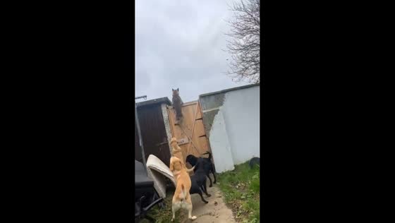 German shepherd climbs wall and gate to follow owner in Galway, Ireland