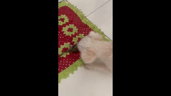 Family teams up to catch a rat in Timon, Maranhão, Brazil