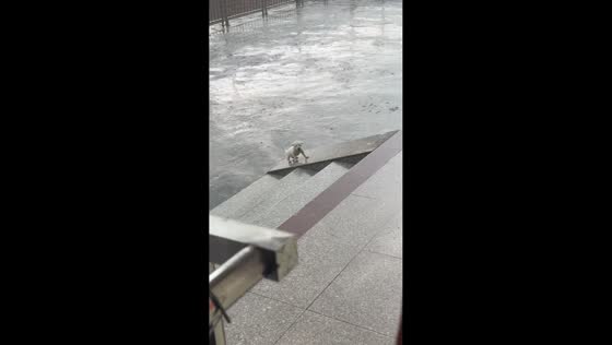 Puppy repeatedly slips while trying to climb stairs in Hunan, China