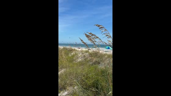 Butterfly migration at Murrells Inlet beach, South Carolina, USA