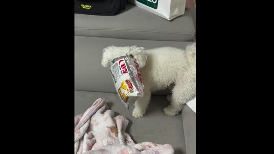 Dog in South Korea eats owner's chips and burps