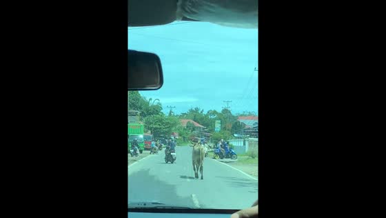 Runaway cow blocks Ttraffic in Bukittinggi, Indonesia