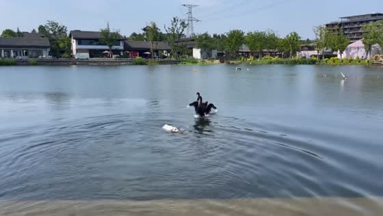 Swan startled by barking dog during bottle fetch in Jiangsu, China