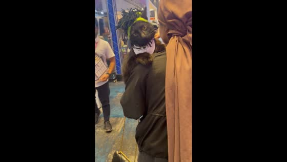 Video of cat in Halloween costume shared in Putrajaya, Malaysia