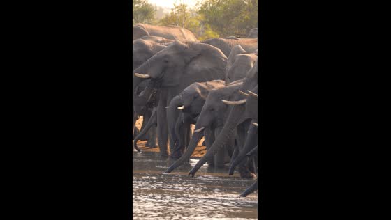 Elephants gather at a watering hole to quench their thirst at Timbavati Game Reserve