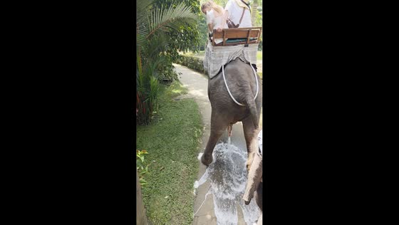 Elephant surprises tourists by peeing during ride in Bali, Indonesia