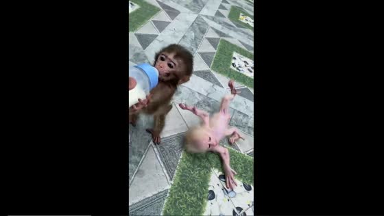 Adorable monkey sibling rivalry over milk