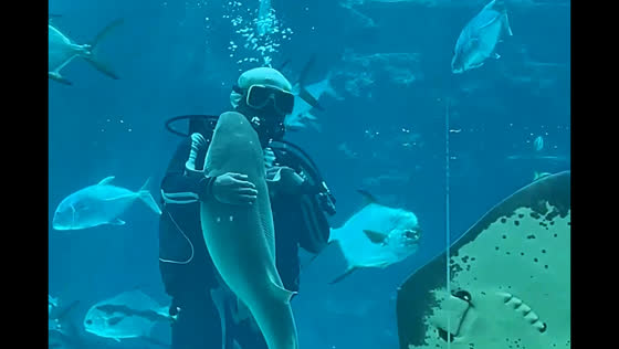 Diver bonds with shark in underwater encounter at Cebu aquarium