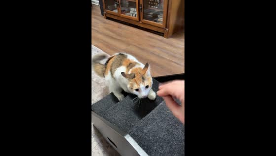 Playful cat interaction in Charlotte