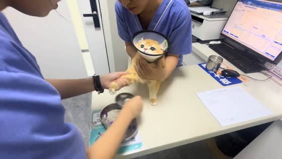 Calm cat stays still during blood draw in Guangdong, China