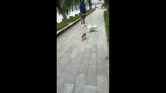 Dog and cat play together by riverside in Jiangsu, China