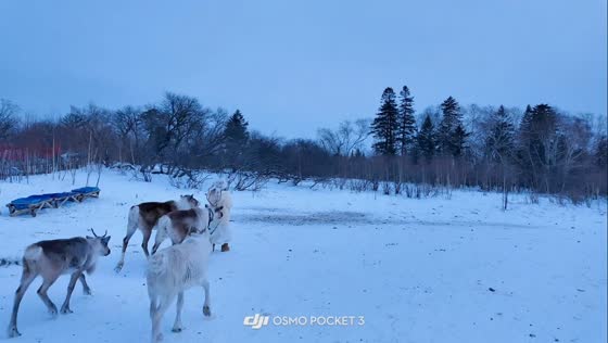 Girl slips in snow while surrounded by deer in Jilin, China