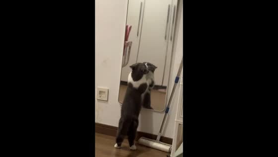 Curious cat scratches mirror in Zhejiang, China