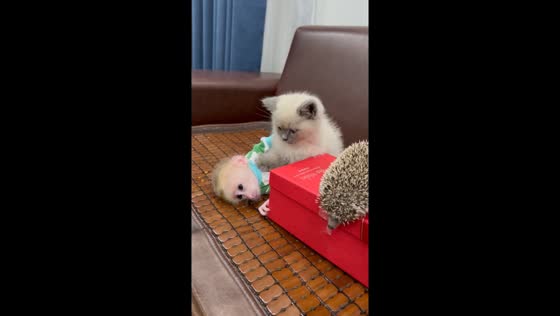 Playful encounter: monkey Mew Mew and cat Bon Bon's hilarious teasing session