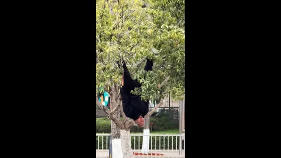 Elderly man performs upside-down exercise on tree in Sichuan, China