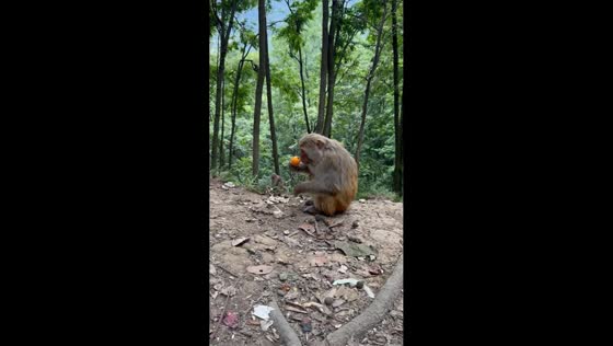 Monkey snubs durian-flavored loquat in Guizhou, China