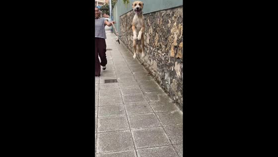 Excited dog Hachy jumps for joy while greeting owner in Santander, Spain