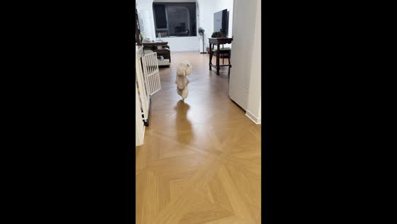 Dog walks on its front legs through house in Anhui, China