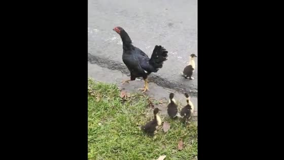Mother hen adopts ducklings in Magelang - cute animal video!