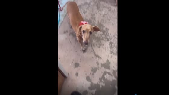 Unleashing love: a groomer's encounter with howling wieners