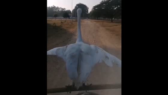Bird rescued by man in Mandalay rides on his motorcycle