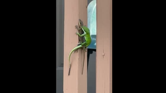 Intimate encounter: lizards spotted mating on Attalla porch