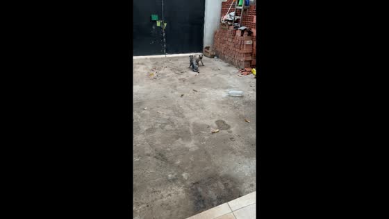 Neighbor's kittens clash: cat brawl erupts in Spain, Santa Cruz home