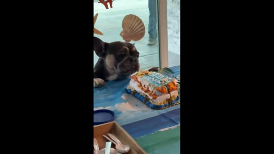 French bulldog caught eating birthday cake in Mentone, California, USA