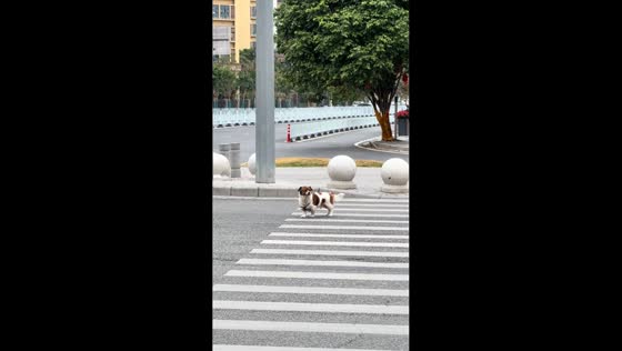 Dog howls while waiting at pedestrian crossing in Tianjin, China