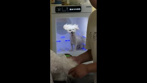 Dog enjoys fluffy blow-dry inside grooming machine in Sichuan, China