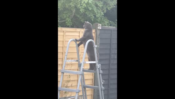 Cat stands on ladder peeking over fence in Didcot