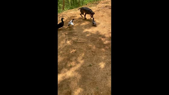 Dog hilariously chased by ducks in Maryville, USA