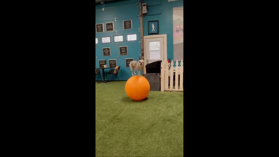 Deaf dog balances on moving ball in Sparta, Ontario, Canada