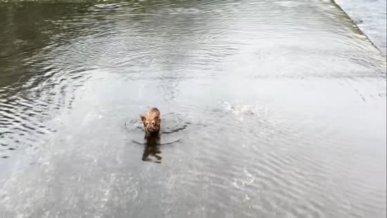 Kitten rescued from floodwaters in Anhui, China