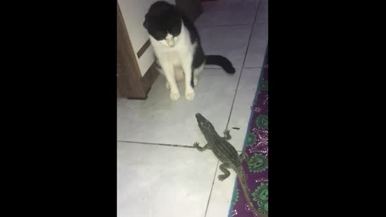 Funny Cat got scared by a crocodile toy!