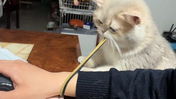 Cat falls while pulling band and accidentally hits owner in Shanghai, China