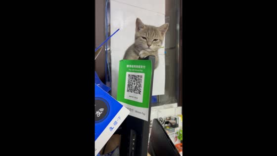 Cat casually naps on top of a computer monitor in Jilin, China