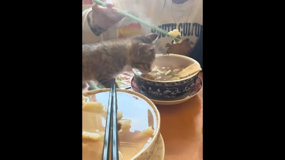 Kitten startled by hot soup in Qinghai, China