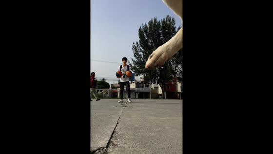 Dog interrupts basketball training by peeing on the camera