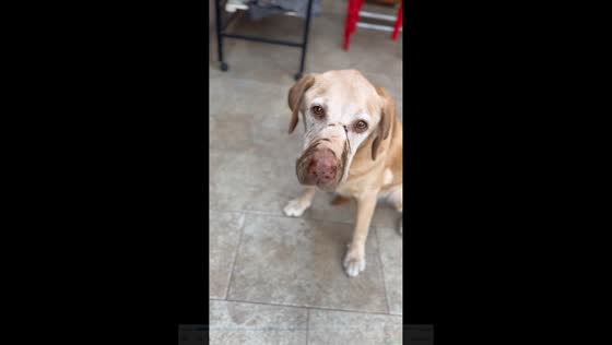 Dog gets grill marks on face after sneaky licking attempt in Buenos Aires, Argentina