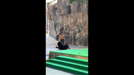 Bear bites keeper during zoo performance mishap in Zhejiang, China