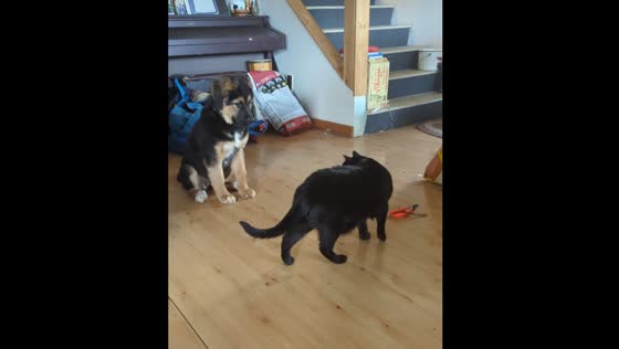 Cat signals dog to sit in Golden, British Columbia