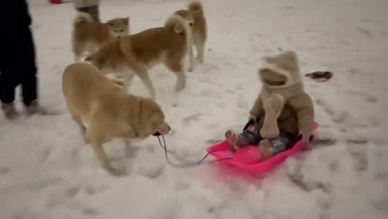 Dog pulls child on snow slide for playful winter fun in Beijing, China